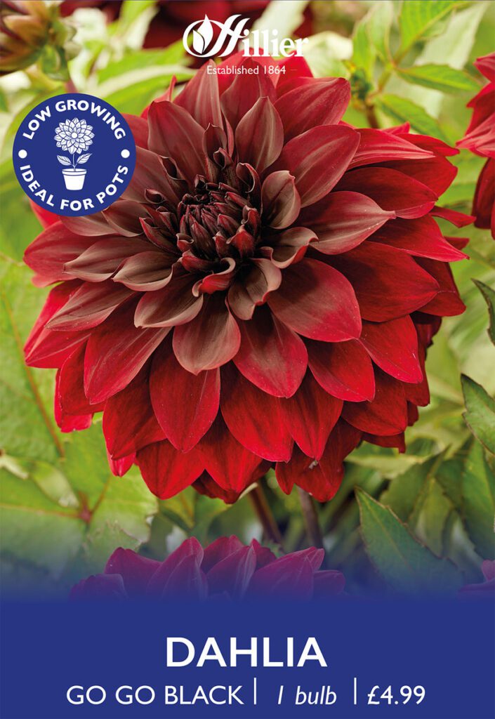 Dahlia Go Go Black Bulbs 8718641970263 2